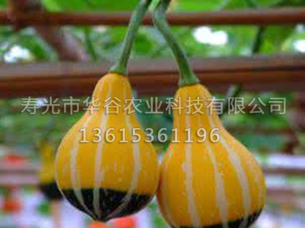 麦克风南瓜.jpg