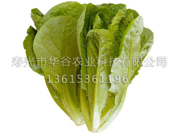罗马生菜